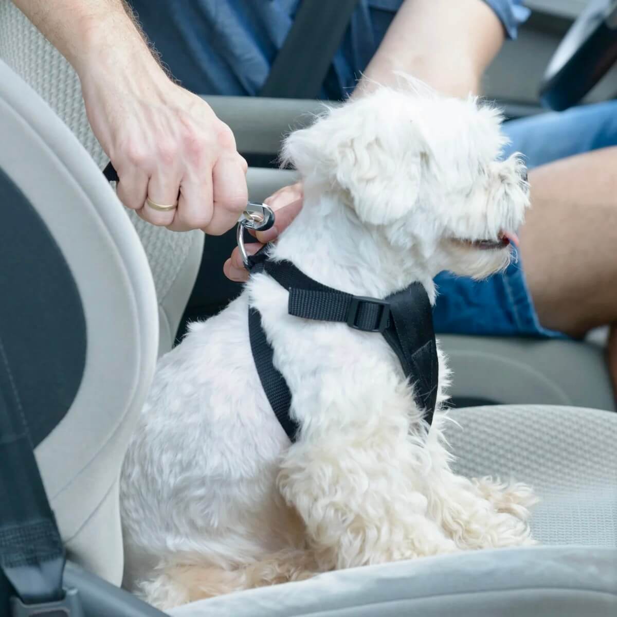PetPalz™ SafePet Buckle