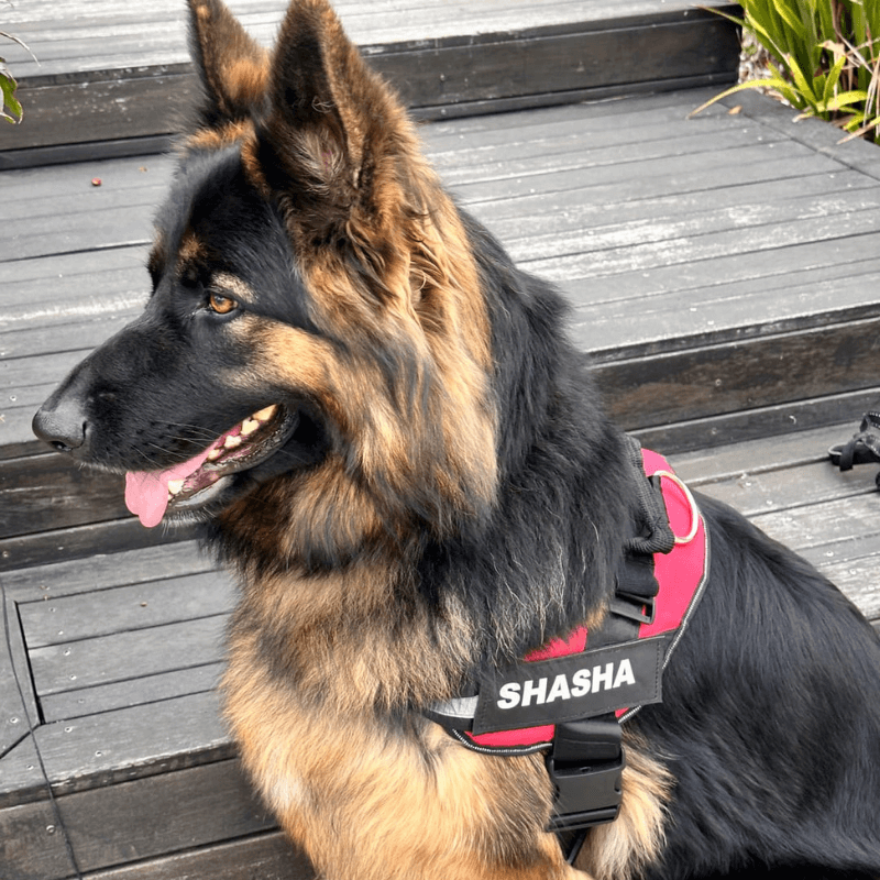 PetPalz™ EasyOn Harness