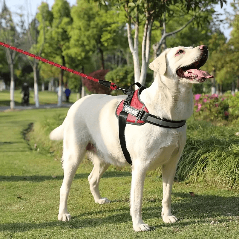 PetPalz™ EasyOn Harness