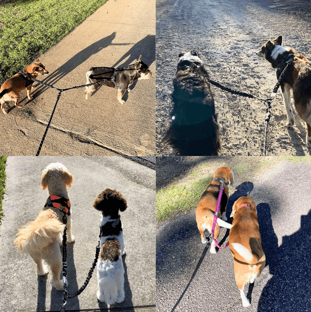 PetPalz™ DualPet Lead