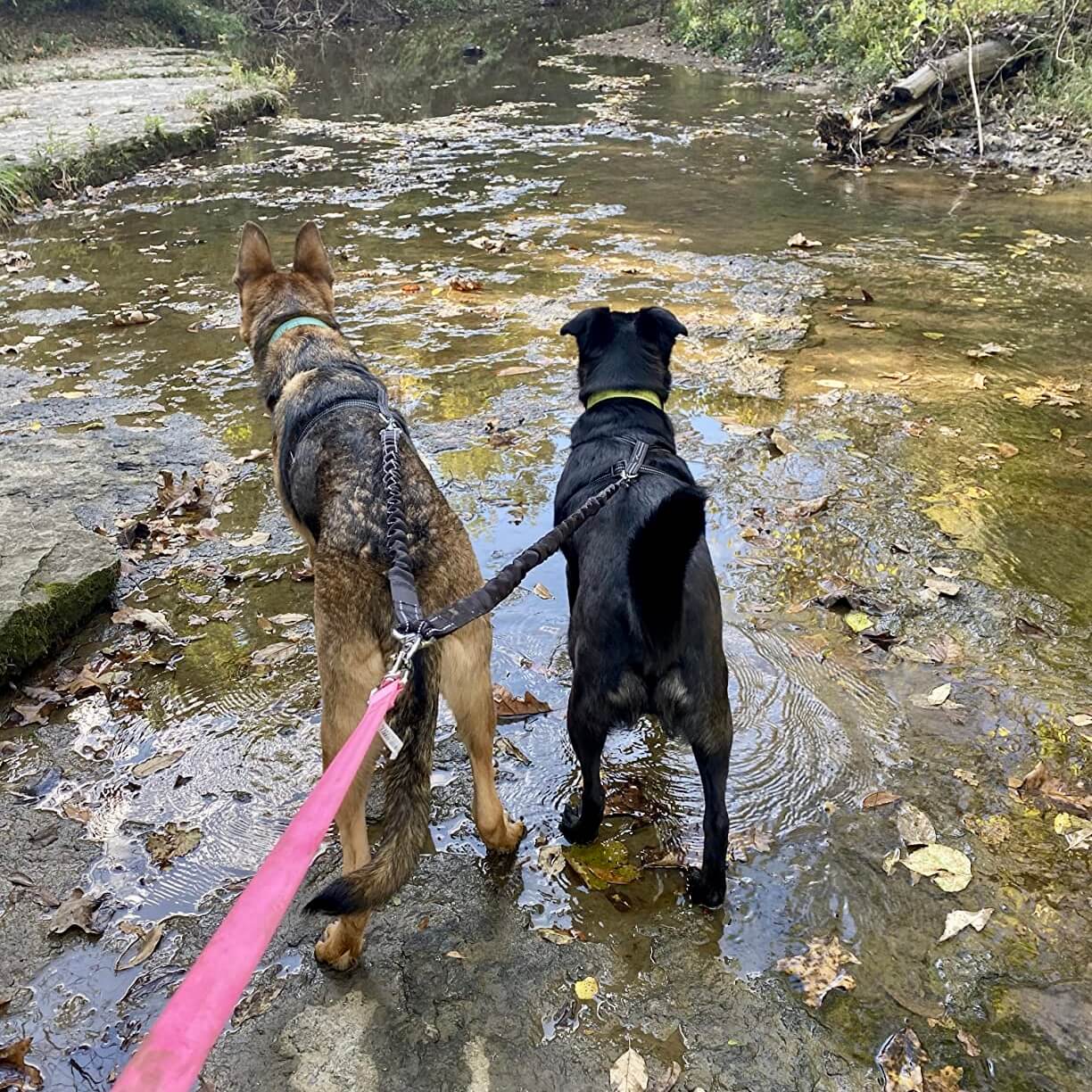 PetPalz™ DualPet Lead
