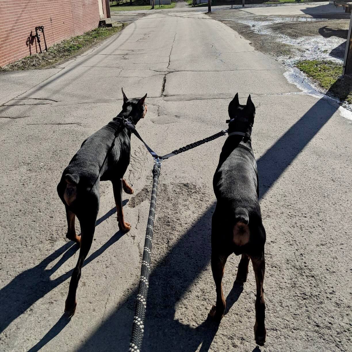 PetPalz™ DualPet Lead