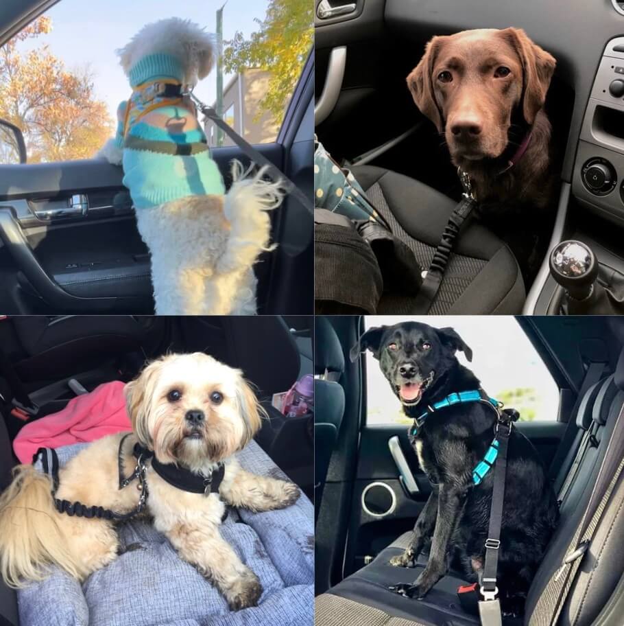 PetPalz™ SafePet Buckle