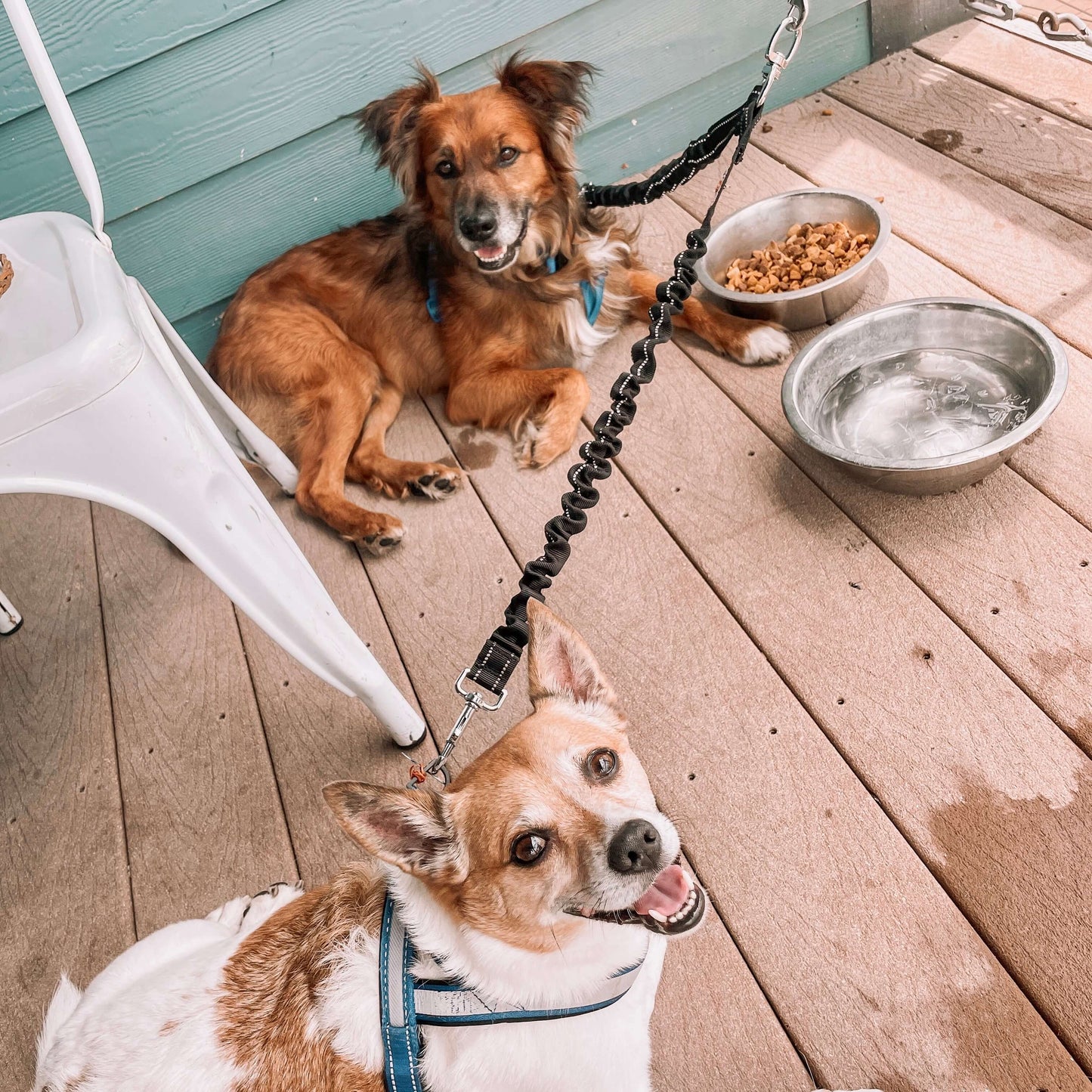 PetPalz™ DualPet Lead