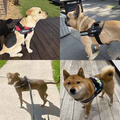 PetPalz™ EasyOn Harness