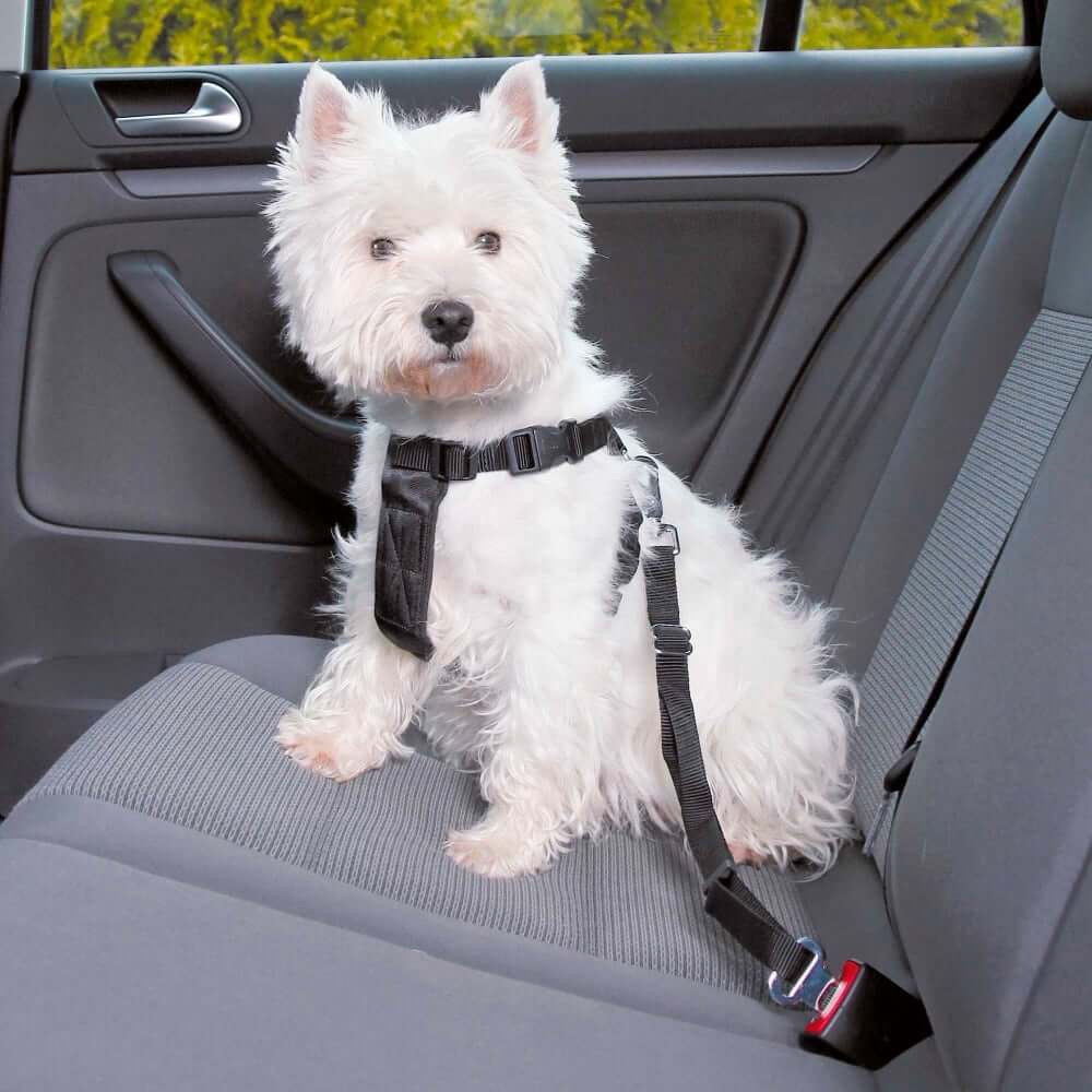 PetPalz™ SafePet Buckle